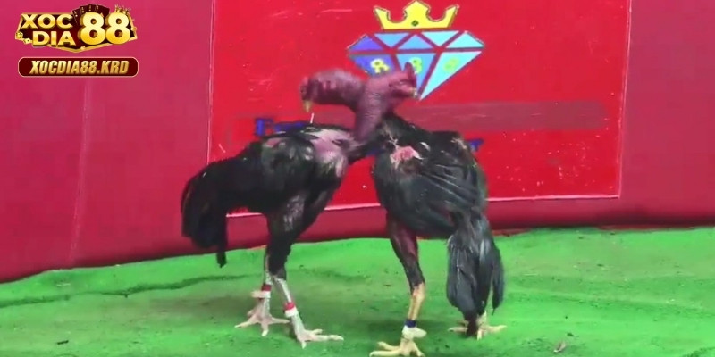 Chọn lựa trận đấu có tỷ lệ cược hợp lý trong đá gà C1